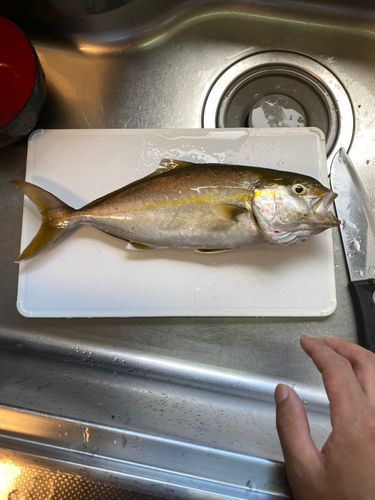 ショゴの釣果