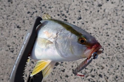 シオの釣果