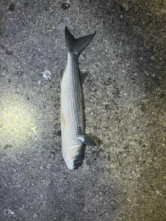 ボラの釣果
