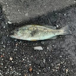 ラージマウスバス