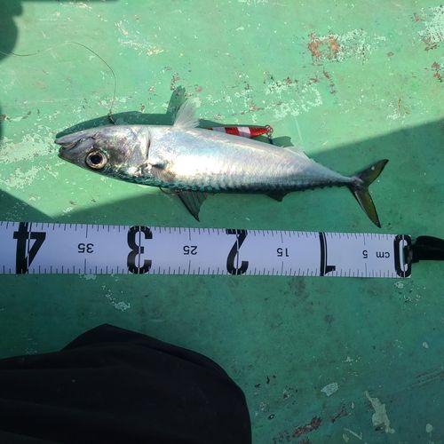 サバの釣果