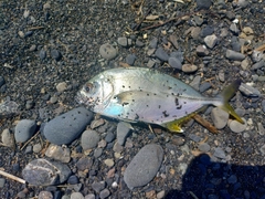 メッキの釣果