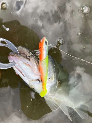 セイゴ（マルスズキ）の釣果