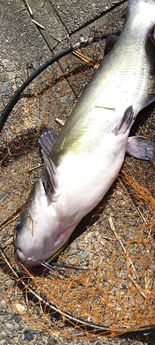 アメリカンキャットフィッシュの釣果
