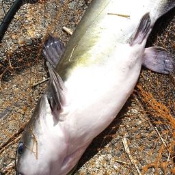 アメリカンキャットフィッシュ