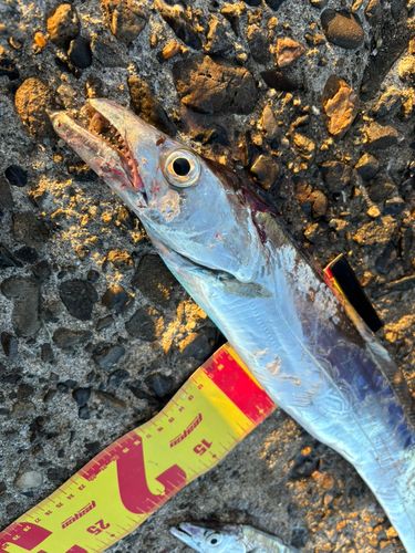 タチウオの釣果