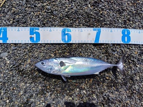 ヒラソウダの釣果
