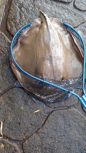 アカエイの釣果