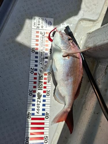 マダイの釣果