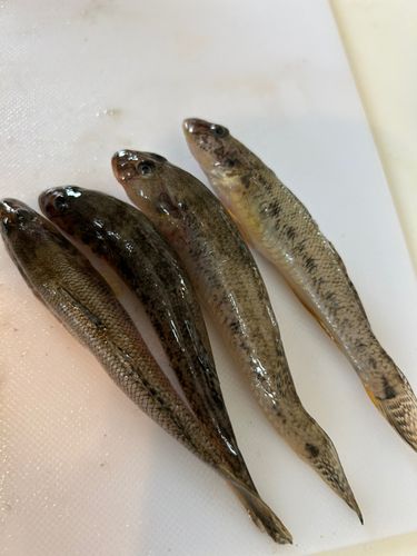 三河湾