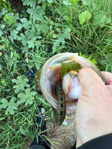 ブラックバスの釣果