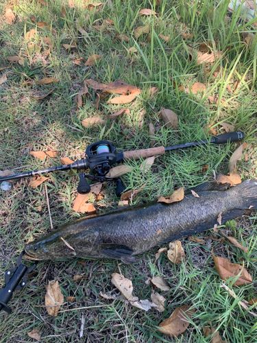 ライギョの釣果