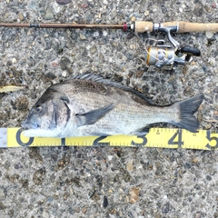 クロダイの釣果
