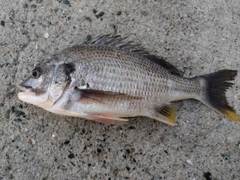 キビレの釣果