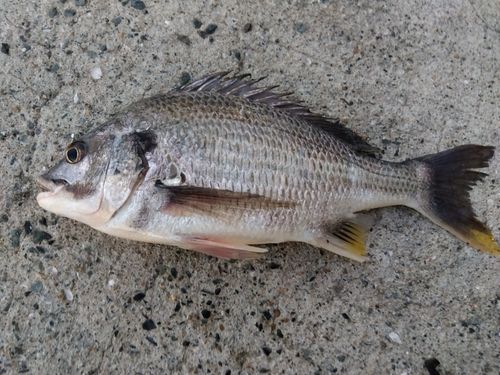 キビレの釣果