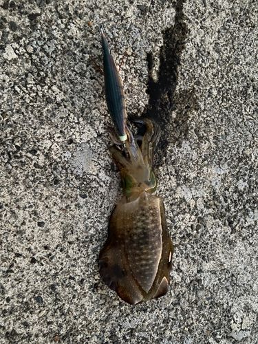 越前海岸