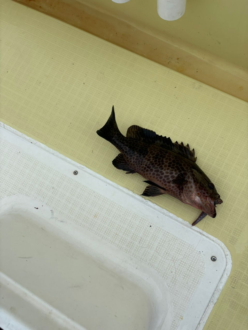 浅海さんの釣果 1枚目の画像