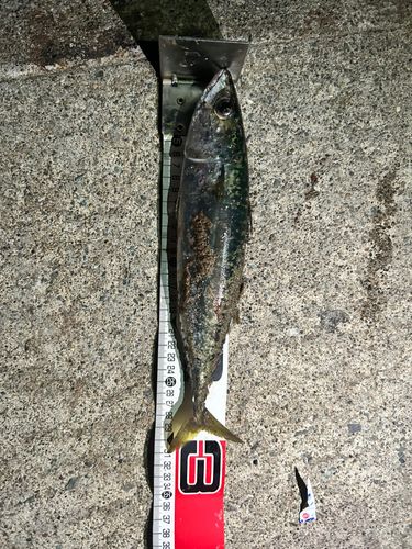 サバの釣果