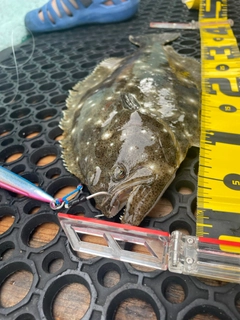 ヒラメの釣果