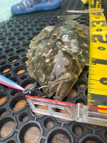ヒラメの釣果