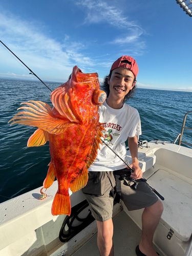 ウッカリカサゴの釣果