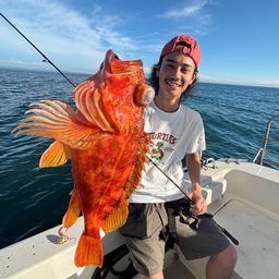 ウッカリカサゴ