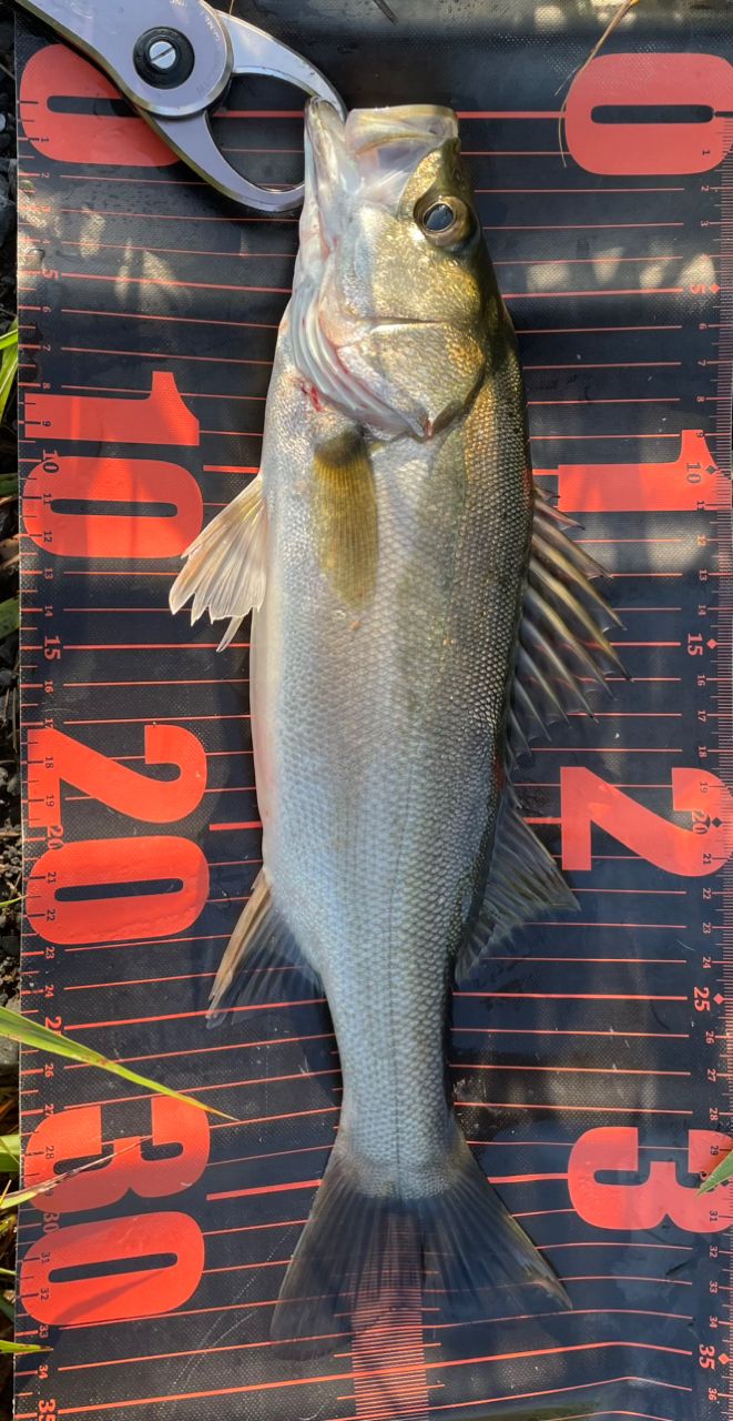 SHIMANO シマノ 22エクスセンス インフィニティ S96M 楽天市場】 シマノ(SHIMANO) 22エクスセンス ∞(インフィニティ