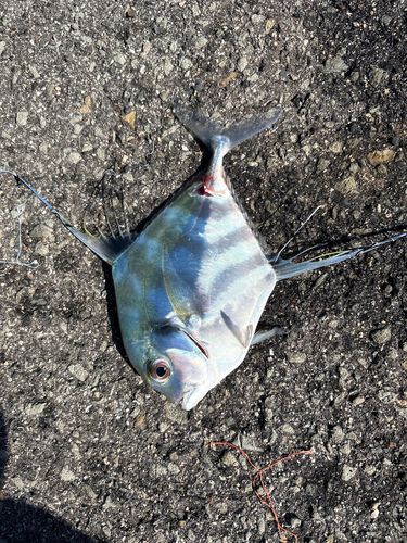 イトヒキアジの釣果