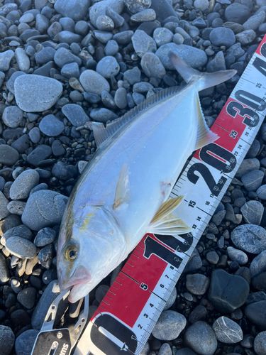 ショゴの釣果