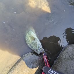 ブラックバス