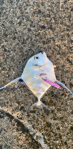 イトヒキアジの釣果