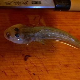 マハゼ