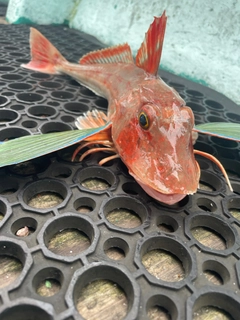 ホウボウの釣果