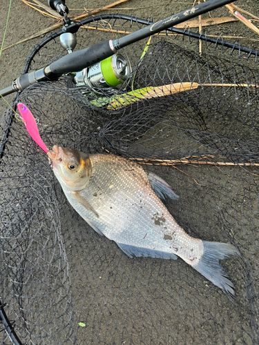 ダントウボウの釣果
