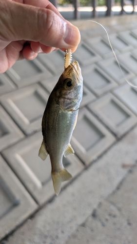 セイゴ（マルスズキ）の釣果