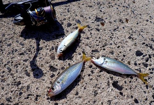 マアジの釣果