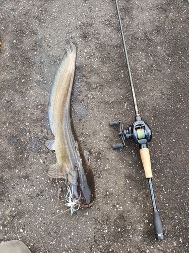 ナマズの釣果