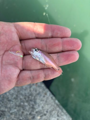 ネンブツダイの釣果