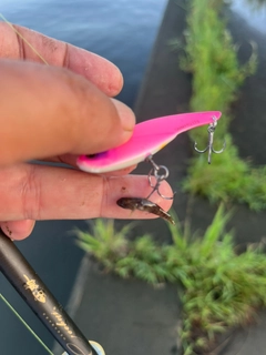 ハゼの釣果