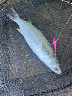 ボラの釣果
