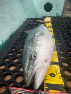 イナダの釣果