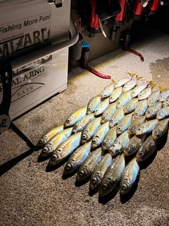 マアジの釣果