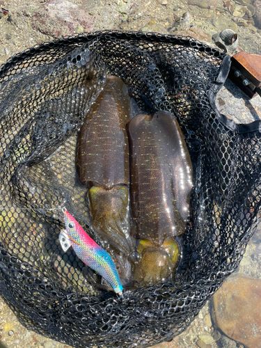 アオリイカの釣果