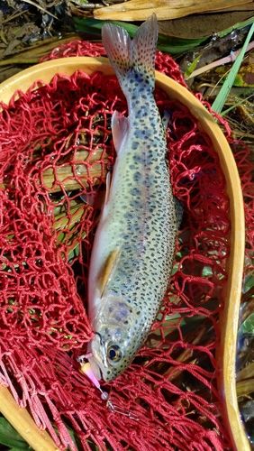 ニジマスの釣果