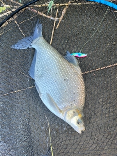 ダントウボウの釣果