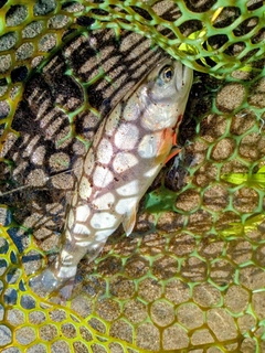 ヤマメの釣果