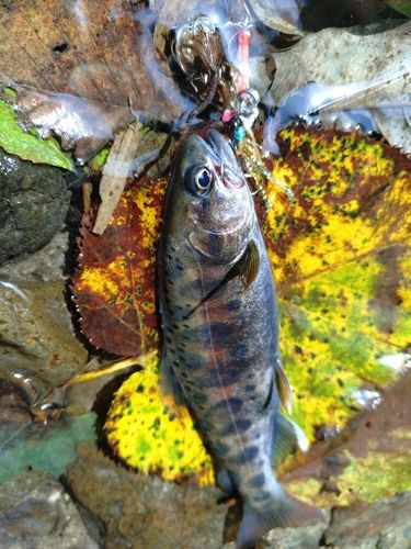 ヤマメの釣果