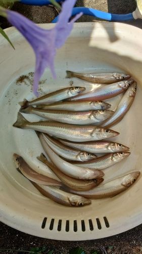 キスの釣果