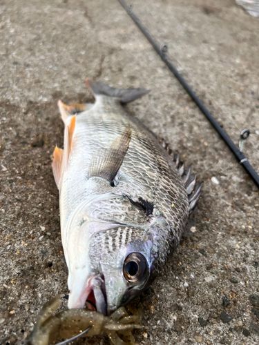 チヌの釣果