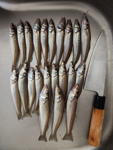 キスの釣果